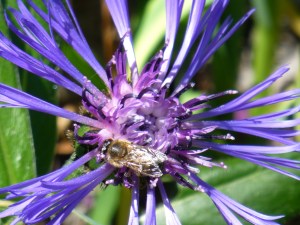 bee on mountain blue